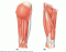 Anterior/Posterior thigh muscles