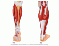 Anterior/Posterior Lower Leg Muscles