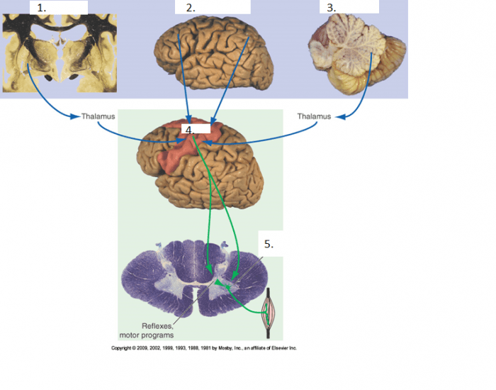 Overview of Motor Pathways Quiz Biology Diagrams