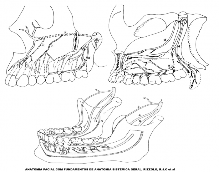 Map Quiz: Mandibula (imesap - mandibula - huesos)