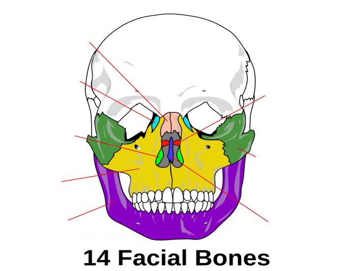 Facial Bones Quiz Printable Worksheet