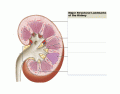Structure of the Kidney