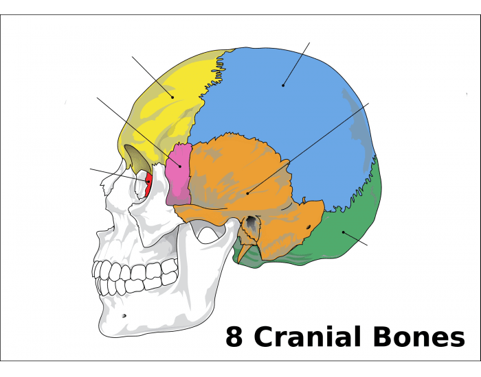 Cranial Bones Quiz Printable Worksheet
