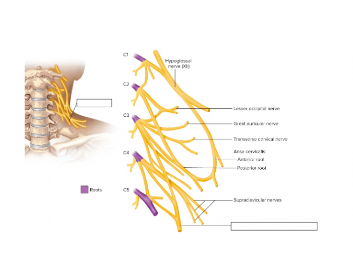 Ansa Cervicalis Anatomie Klinik Kenhub, 59 OFF