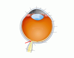 Parts of the Eye anatomy and structure
