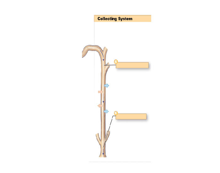 Complete Collecting System Collecting System Quiz