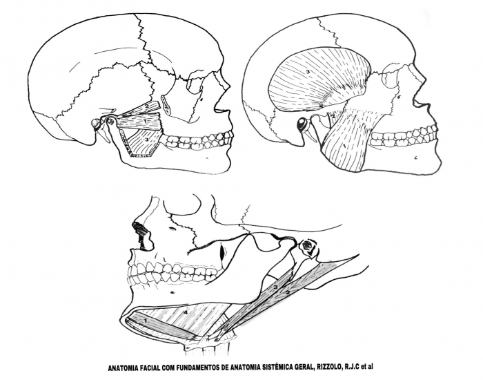 Anatomia da Mandíbula Quiz