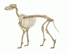 Learning the Bones of the Dog