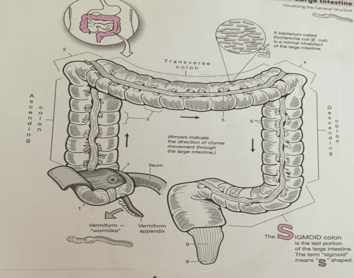 Digestive System: large intestine Quiz