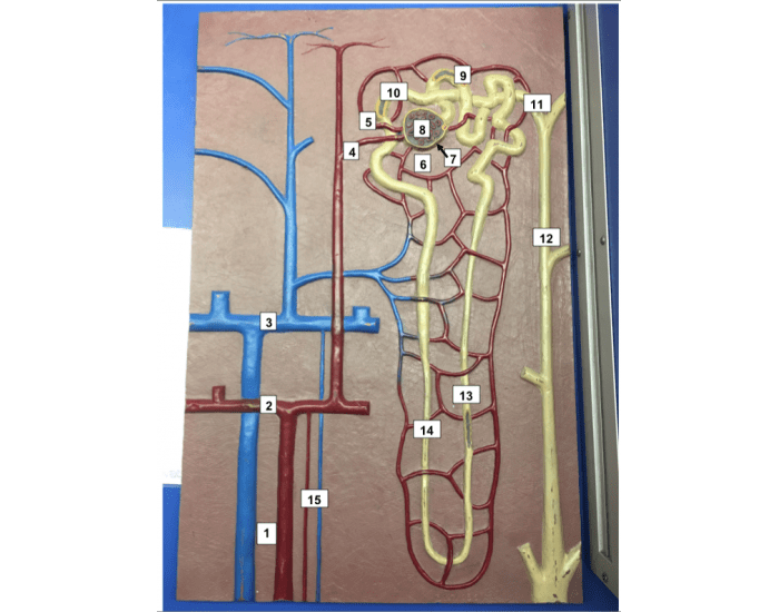 Nephron Worksheet.pdf Human Nephron Model — Printable Worksheet