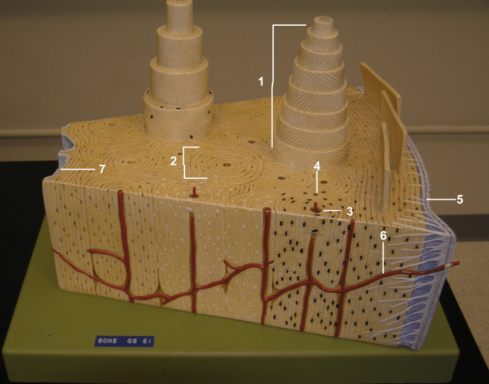 Model of Compact Bone Histo Quiz