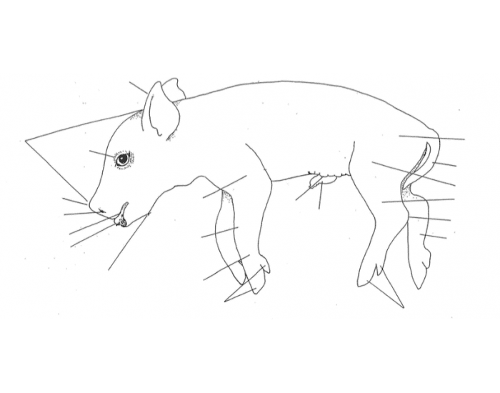 Pig Python Chart Pig Diagram Quiz