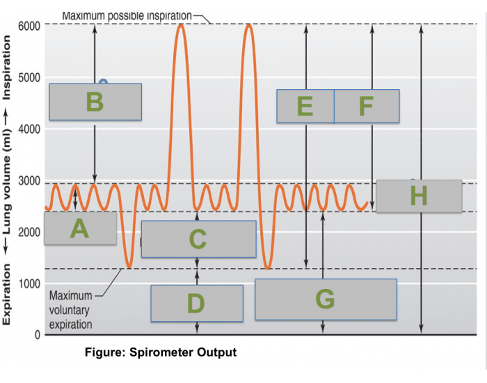 Respirometer Graph Output Spirometer Output Graph Quiz