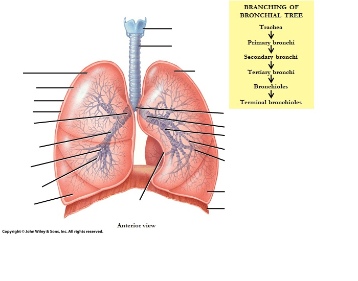 Surface anatomy and projections of the tracheobronchial tree.