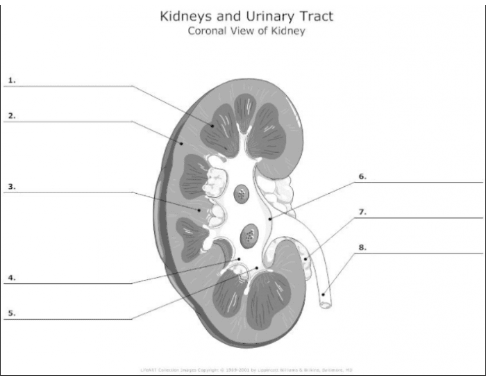 Kidney Labelling Worksheet Kidneys Diagram Worksheet