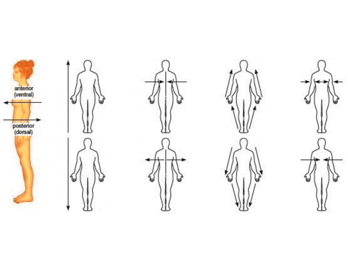 Anatomical Orientation Quiz