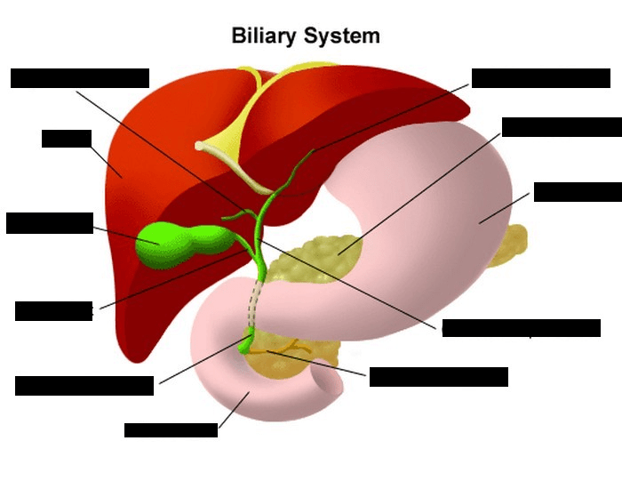 Biliary System Process Biliary System Part 2 Quiz