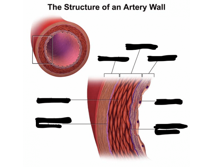 The Structure Of An Artery Wall Quiz the-structure-of-an-artery-wall-quiz