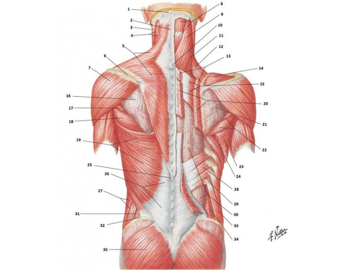Back muscles Quiz