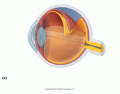 Internal anatomy of the Eye