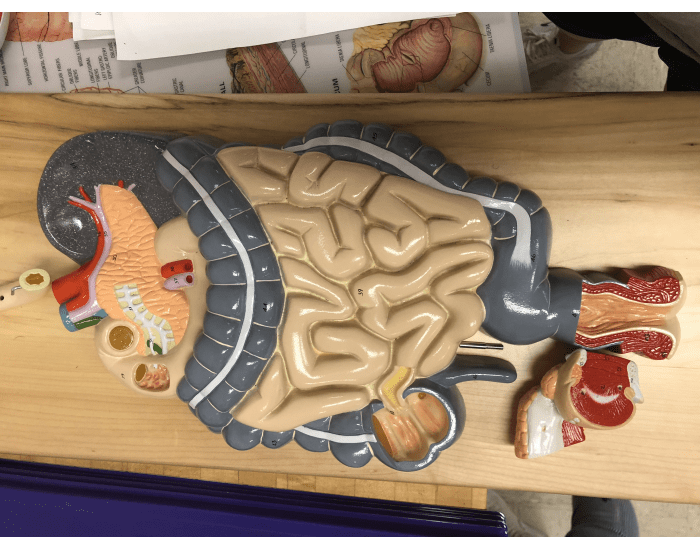 Life Size Model 1 Practical 2 Quiz
