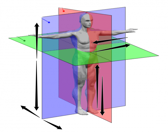 The Topographic Anatomy of A Human Quiz Biology Diagrams
