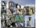 Penguins (Animals Series)
