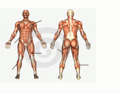 Human Muscles