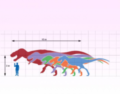 Tyrannosaur Sizes