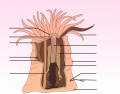 Anemone Anatomy