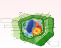 Plant Cell (Advanced Version)