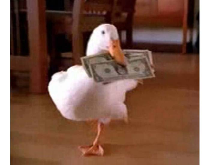 duck & money Quiz