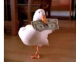 duck & money