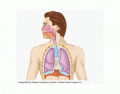 respiratory