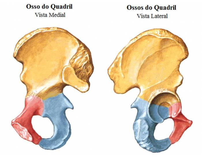 Osso do Quadril - Anatomia Quiz