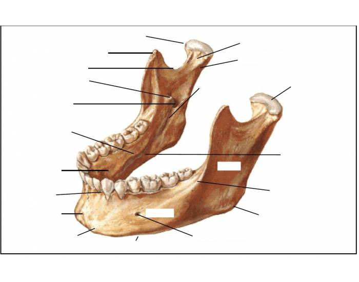 Map Quiz: Mandibula (imesap - mandibula - huesos)