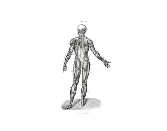 Anatomical Terms (Posterior) Quiz