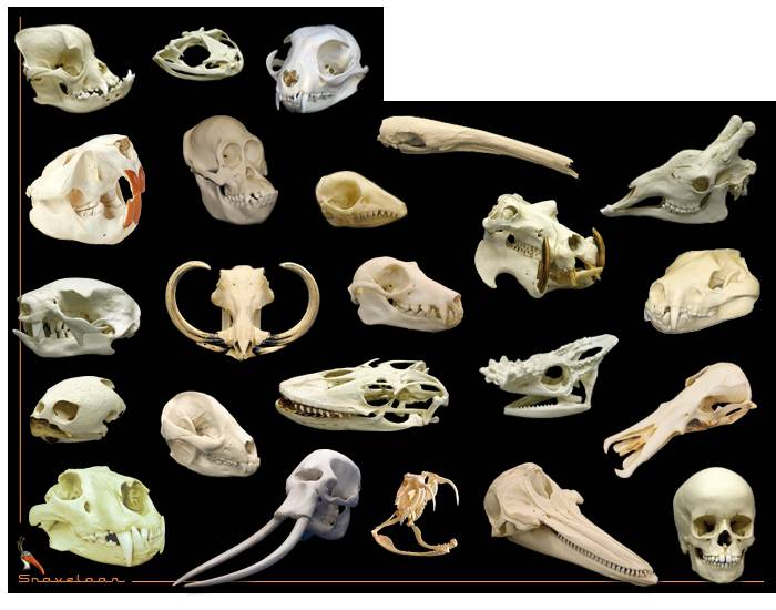 Animal skulls Quiz