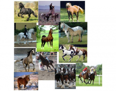 Identify the Horse Breeds (basic ones)