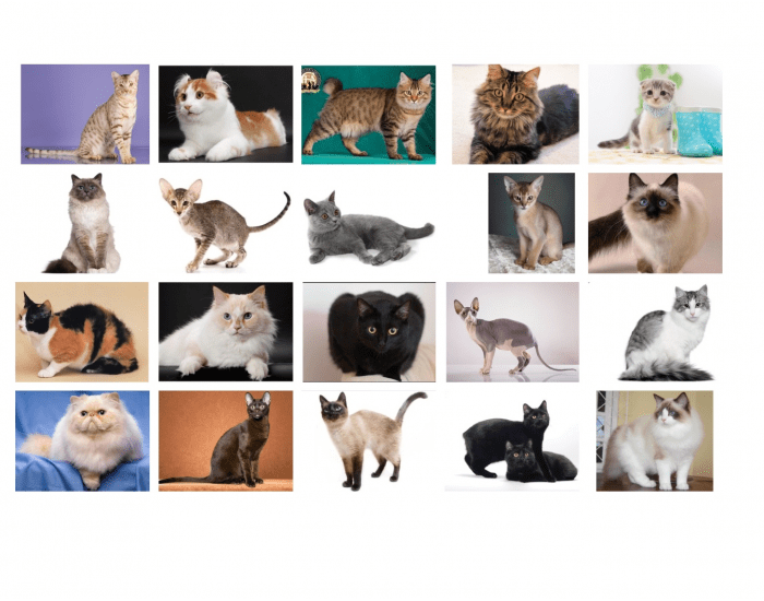 Cat Breeds Quiz