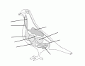 Internal Bird Anatomy