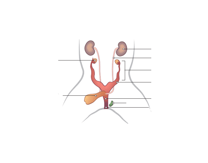 Female Rabbit Urogenital System Quiz