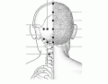 Major Points of Posterior Head