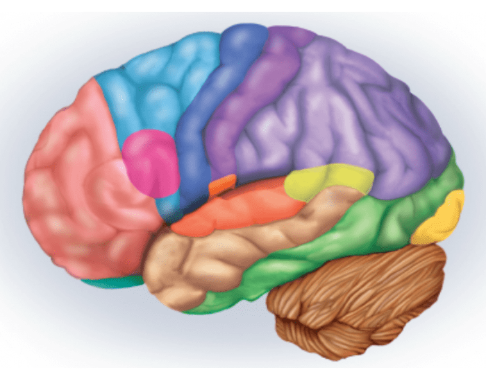 Regions Of The Cerebral Cortex Brain Printable Worksheet regions-of-the-cerebral-cortex-brain-printable-worksheet