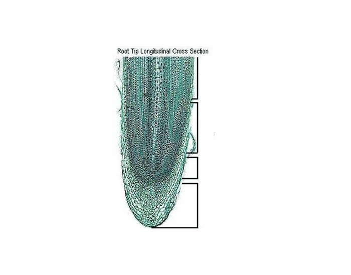 Root Tip Ext Code Root Tip Diagram Quiz