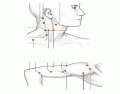 Major Points of Neck and Upper Arm