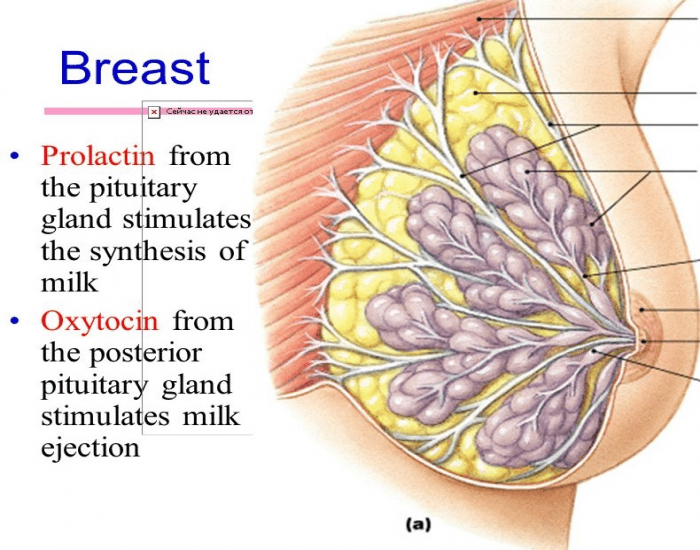 23.5: Breasts - Biology LibreTexts