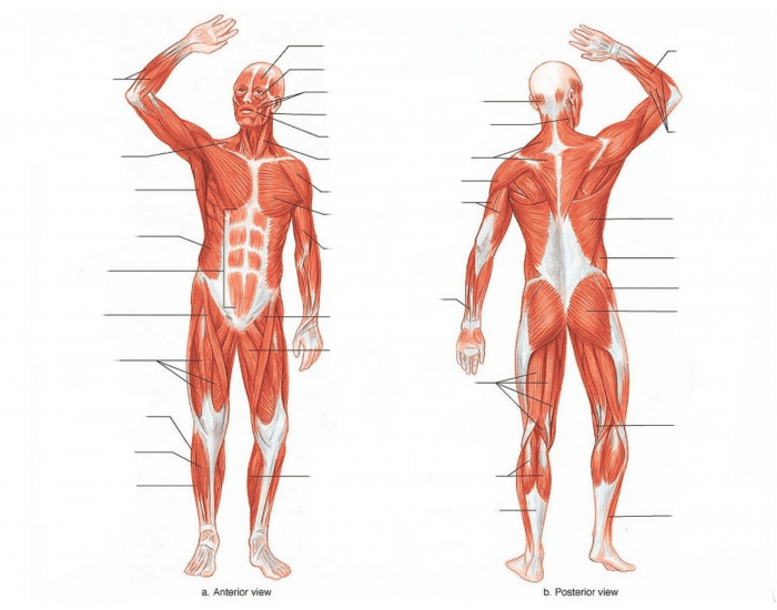 Label Muscle Man Hardcore muscle man labeling Quiz