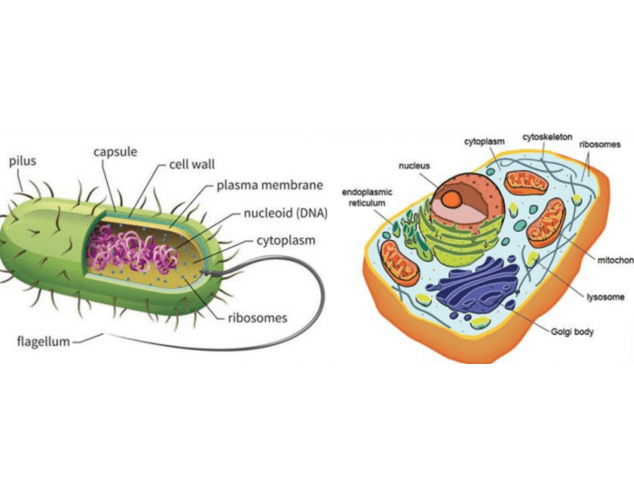 Eukaryotic vs. Prokaryotic cells Quiz