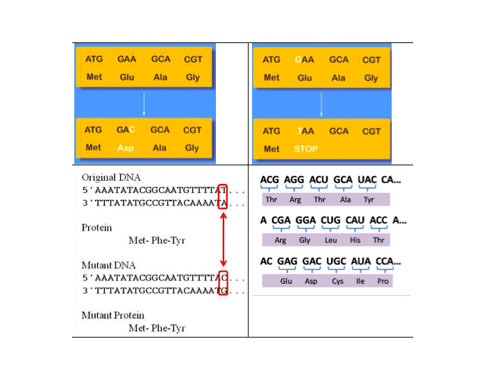 Types of Mutations Quiz